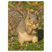 灰色リス、食べ、ピーナッツ、クリスタル春 クリップボード (裏面)