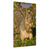 灰色リス、食べ、ピーナッツ、クリスタル春 クリップボード (右)