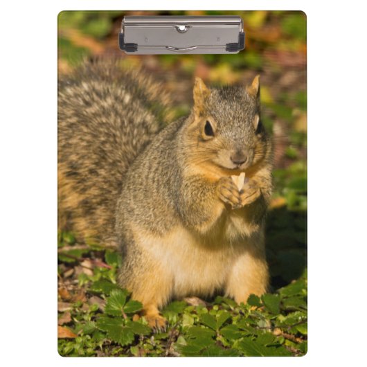 灰色リス、食べ、ピーナッツ、クリスタル春 クリップボード (正面)