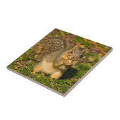 灰色リス、食べ、ピーナッツ、クリスタル春 タイル (側面)