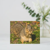 灰色リス、食べ、ピーナッツ、クリスタル春 ポストカード (スタンド正面)