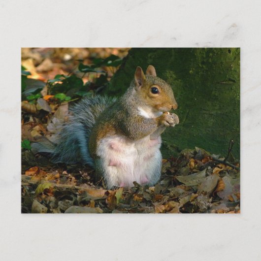 灰色リス – Bute Park, Cardiff, Wales, UK ポストカード (正面)