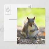 灰色リス – Bute Park, Cardiff, Wales, UK ポストカード (正面/裏面)
