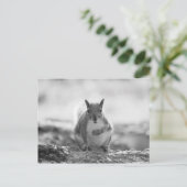 灰色リス – Bute Park, Cardiff, Wales, UK ポストカード (スタンド正面)