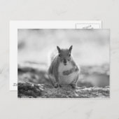 灰色リス – Bute Park, Cardiff, Wales, UK ポストカード (正面/裏面)