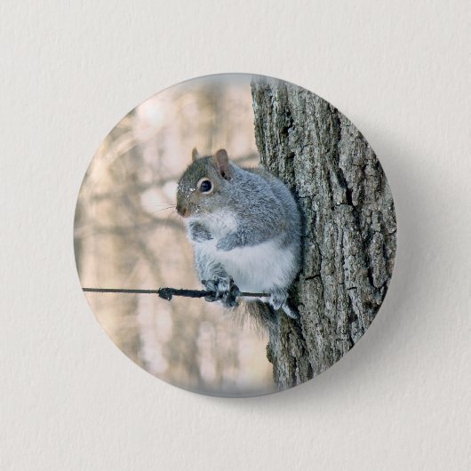 灰色リス – Sciurus carolinensis 缶バッジ (正面)