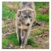 灰色犬 タイル (正面)