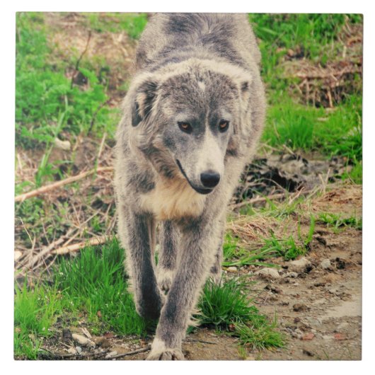 灰色犬 タイル (正面)