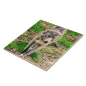 灰色犬 タイル (側面)