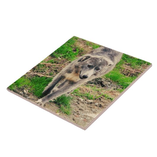 灰色犬 タイル (側面)