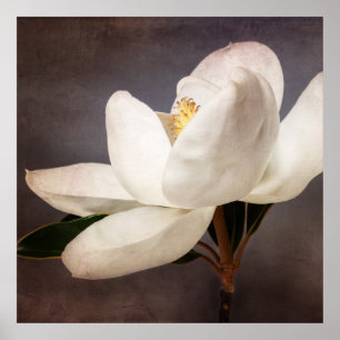 灰色白いマグノリアの木の花の花の花 ポスター