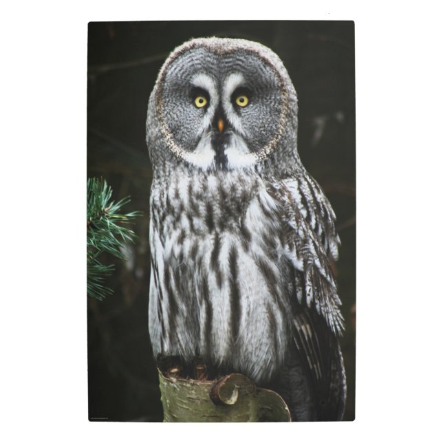 灰色素晴らしフクロウ20x30 (50x75cm)のカメア メタルプリント (正面)