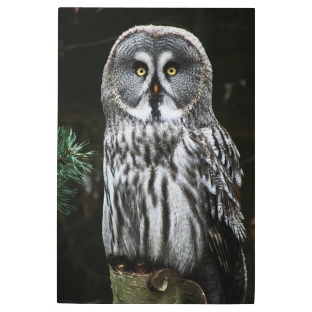 灰色素晴らしフクロウ24x36(60x90cm)のワメクnm メタルプリント (正面)