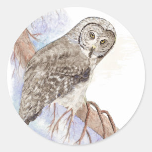 灰色素晴らしフクロウ、鳥、自然、野生生物、シール ラウンドシール