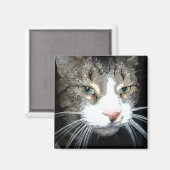 灰色虎猫磁石 マグネット (正面/裏面)