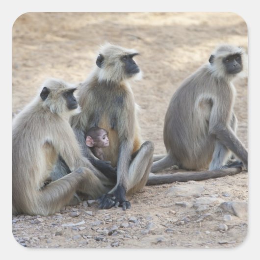 灰色、一般的またはハヌマン言語(Semnopithecus) スクエアシール (正面)