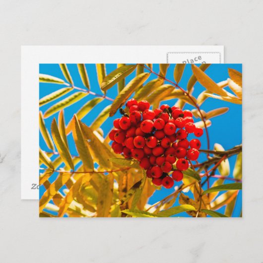 灰莓 ポストカード (正面/裏面)