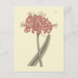 灰青葉アマリリス植物画 ポストカード