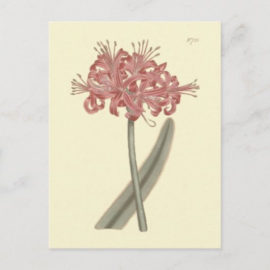灰青葉アマリリス植物画 ポストカード (正面)