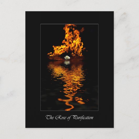 炎と白いバラの花のロマンス ポストカード (正面)
