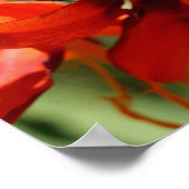 炎のようなオレンジのユリの花 ポスター (角)