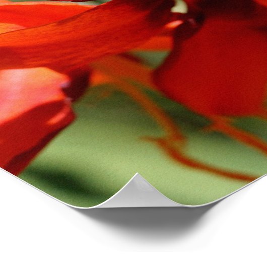 炎のようなオレンジのユリの花 ポスター (角)