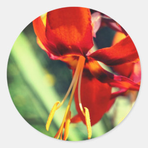 炎のようなオレンジのユリの花 ラウンドシール