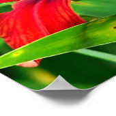 炎のオレンジ色のデイリリー花をクローズアップ ポスター (角)