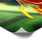 炎のオレンジ色のデイリリー花をクローズアップ ポスター (角)