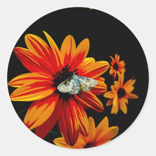 炎のオレンジ色の花に蝶 – はっきりした自然・アート ラウンドシール (正面)