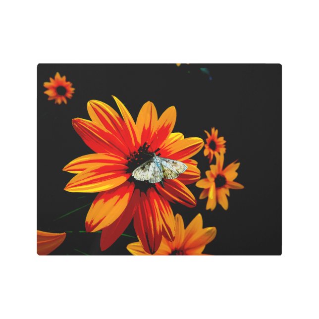 炎のオレンジ色の花に蝶 – はっきりした Metal Art メタルプリント (正面)