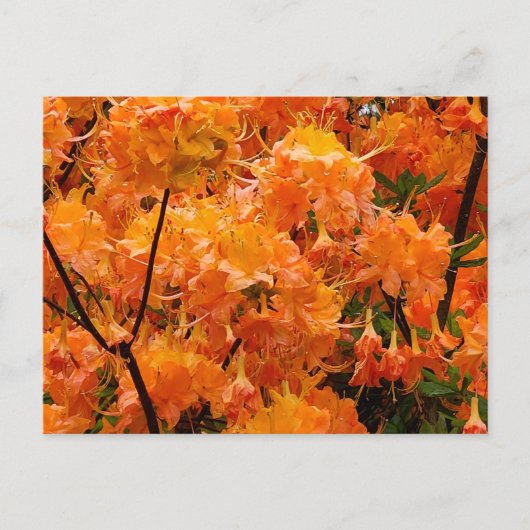 炎のツツジの花 ポストカード (正面)