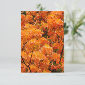 炎のツツジの花 招待状 (スタンド正面)