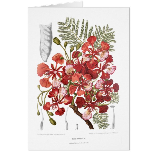 炎木(Delonixのregia) (正面)