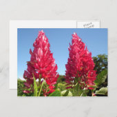 炎花葉書 ポストカード (正面/裏面)