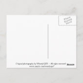 炎花葉書 ポストカード (裏面)