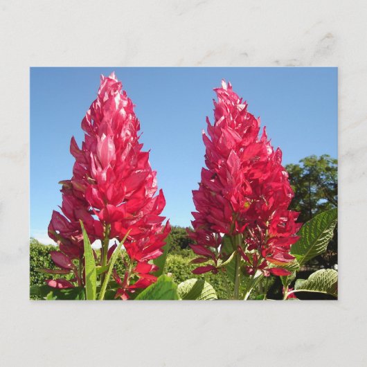 炎花葉書 ポストカード (正面)