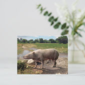 炭炭そ(炭獣)葉書 ポストカード (スタンド正面)