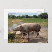 炭炭そ(炭獣)葉書 ポストカード (正面/裏面)