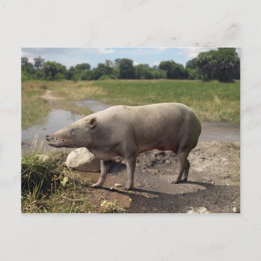 炭炭そ(炭獣)葉書 ポストカード (正面)