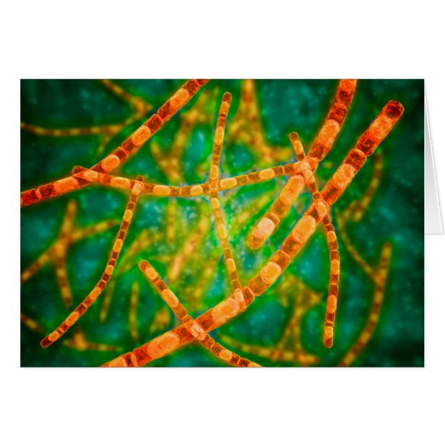 炭疽菌の顕微鏡的見解2 (正面横)