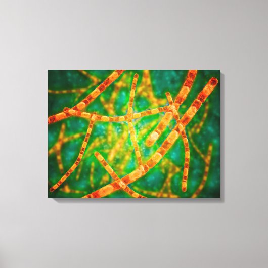 炭疽菌の顕微鏡的見解2 キャンバスプリント (正面)