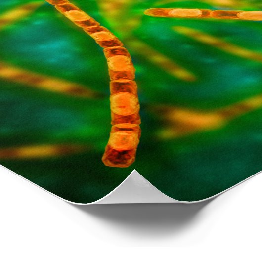 炭疽菌の顕微鏡的見解2 ポスター (角)