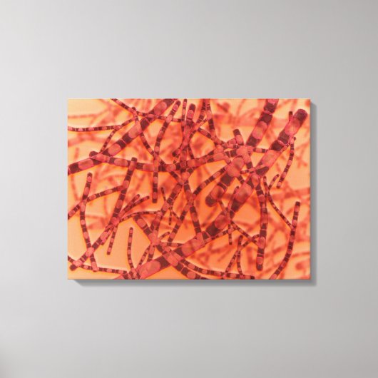 炭疽菌の顕微鏡的見解3 キャンバスプリント (正面)