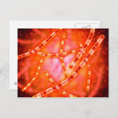 炭疽菌の顕微鏡視野 1 ポストカード (正面/裏面)