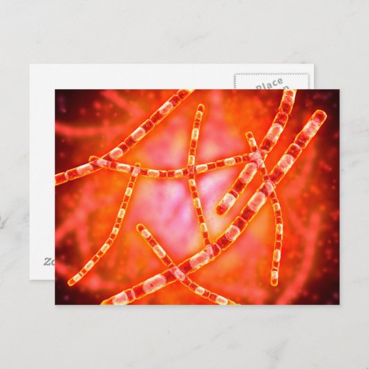 炭疽菌の顕微鏡視野 1 ポストカード (正面/裏面)