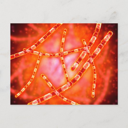 炭疽菌の顕微鏡視野 1 ポストカード (正面)