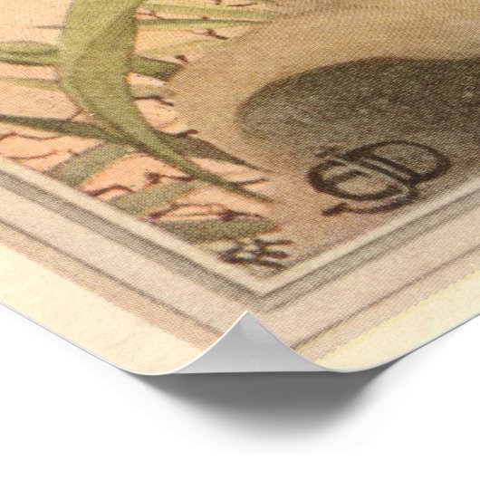 炭疽菌フライ – 昆虫誌のイラストレーション ポスター (角)