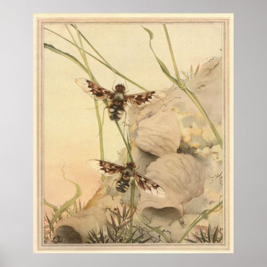 炭疽菌フライ – 昆虫誌のイラストレーション ポスター (正面)