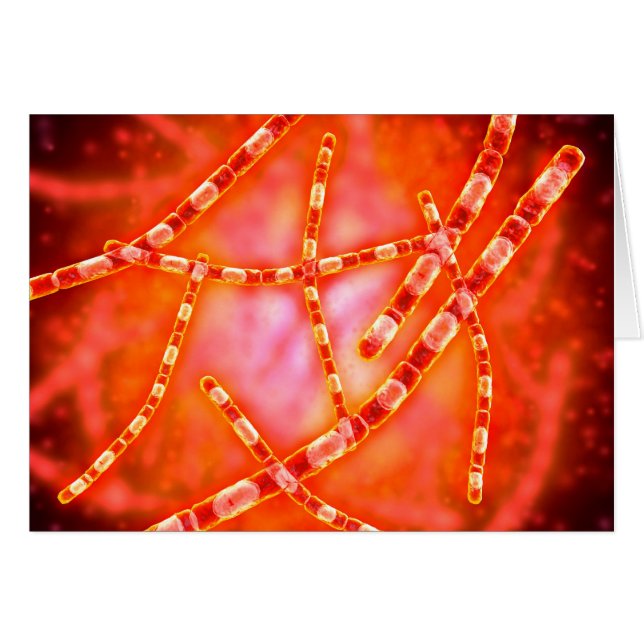 炭疽1の顕微鏡的見解 (正面横)